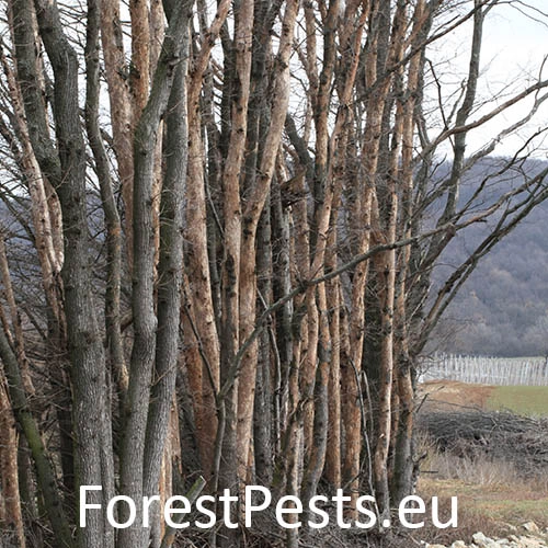 Podk&ocirc;rniky Scolytus na breste