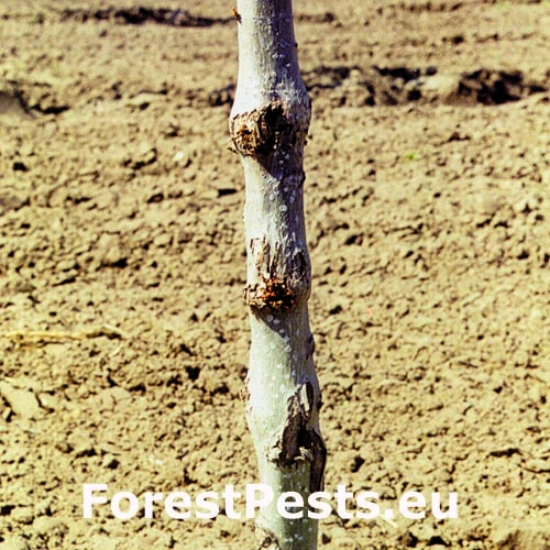 Podobn&iacute;k ovadovit&yacute;