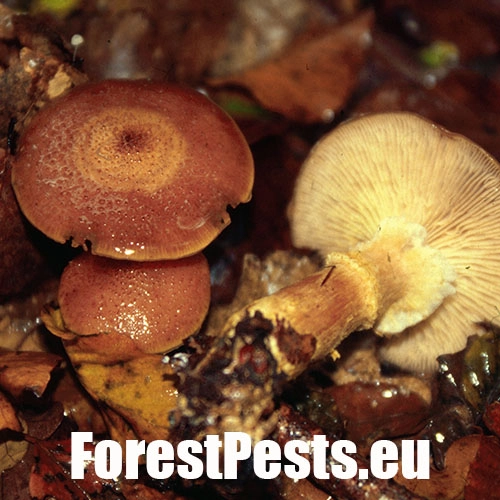 Podpňovka obyčajn&aacute;