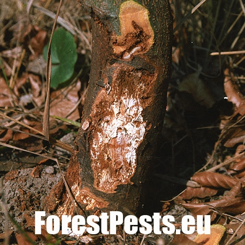 Podpňovka obyčajn&aacute;