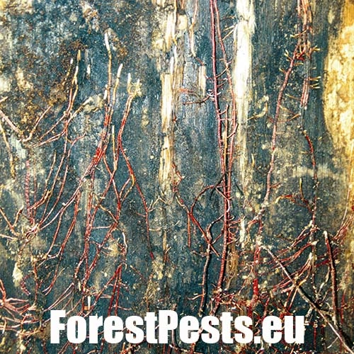 Podpňovka obyčajn&aacute;