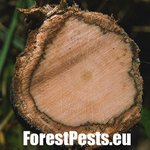 Podpňovka obyčajn&aacute;