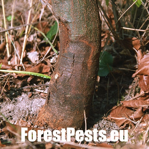 Podpňovka obyčajn&aacute;