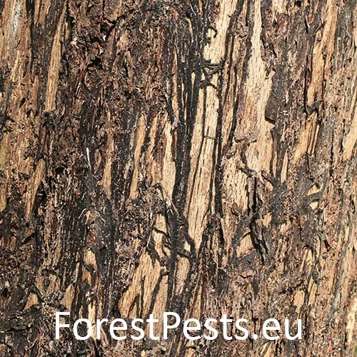 Podpňovka obyčajn&aacute;