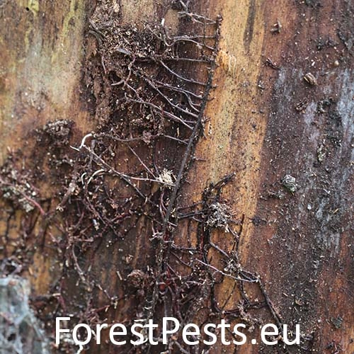 Podpňovka smrekov&aacute; 