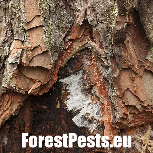 Podpňovka smrekov&aacute; 