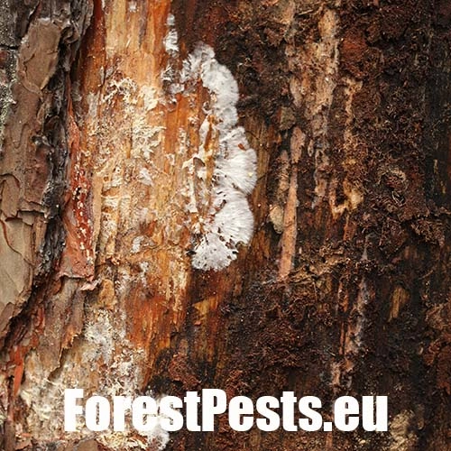 Podpňovka smrekov&aacute; 