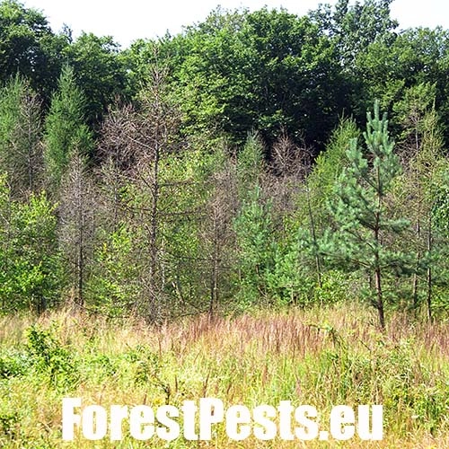 Podpňovka smrekov&aacute; 