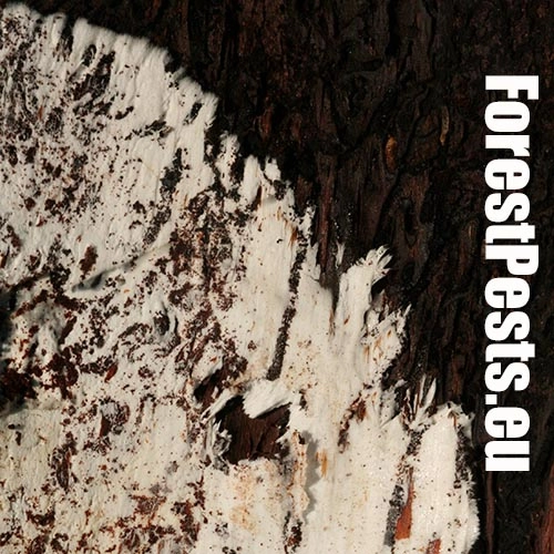 Podpňovka smrekov&aacute; 