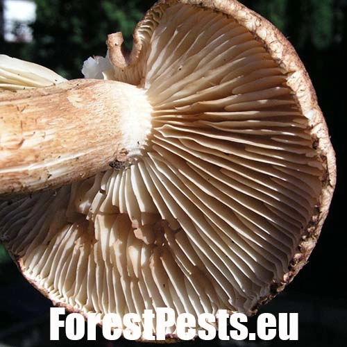 Podpňovka smrekov&aacute; 