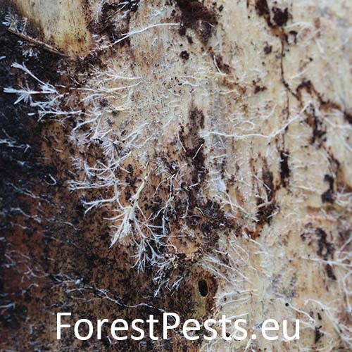 Podpňovka smrekov&aacute; 