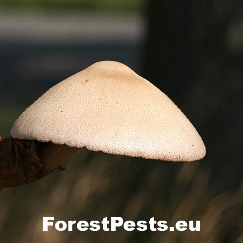 Po&scaron;vovec stromov&yacute;