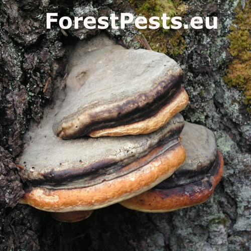 Pr&aacute;chnovček p&aacute;sikav&yacute; 