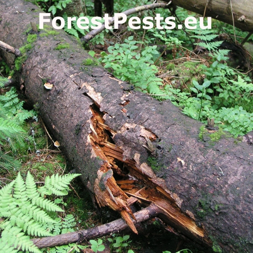 Pr&aacute;chnovček p&aacute;sikav&yacute; 