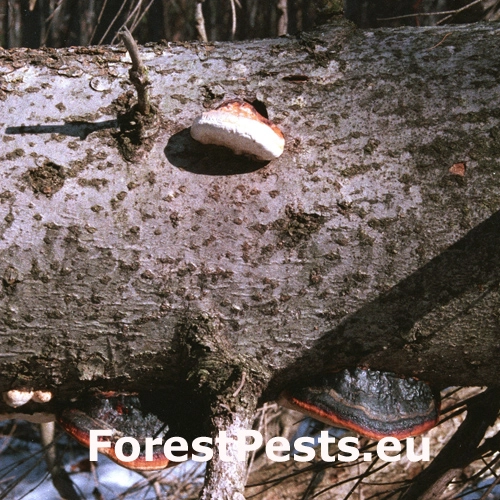 Pr&aacute;chnovček p&aacute;sikav&yacute; 