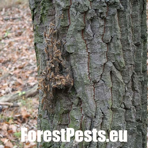 Priadkovček dubov&yacute;