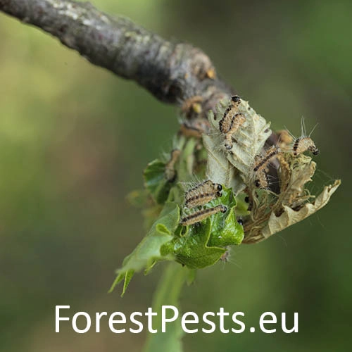 Priadkovček dubov&yacute;