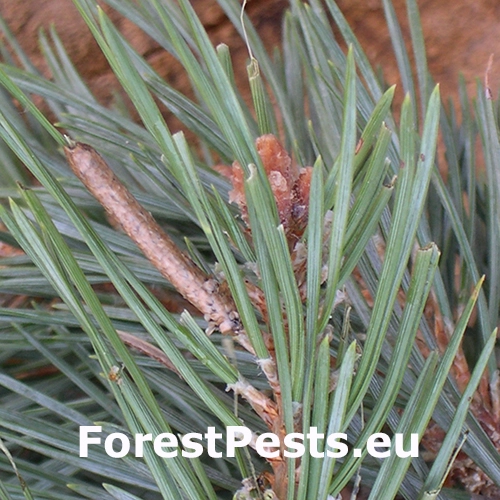 Priadkovček Thaumetopoea pinivora