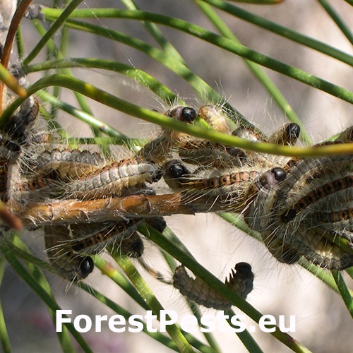 Priadkovček Thaumetopoea pinivora