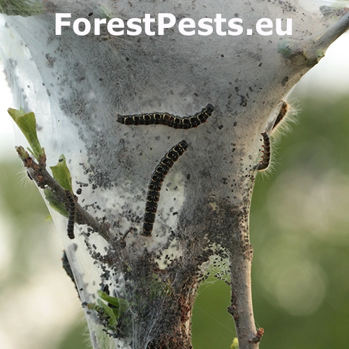 Priadkovec brezov&yacute;