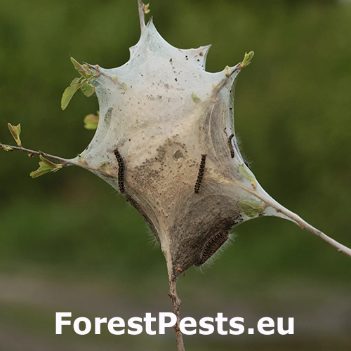 Priadkovec brezov&yacute;