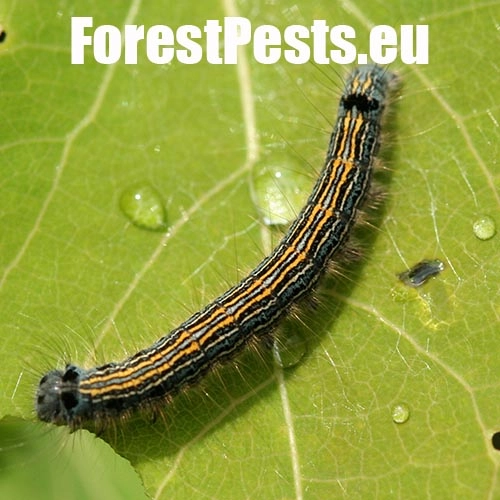 Priadkovec obr&uacute;čkav&yacute;