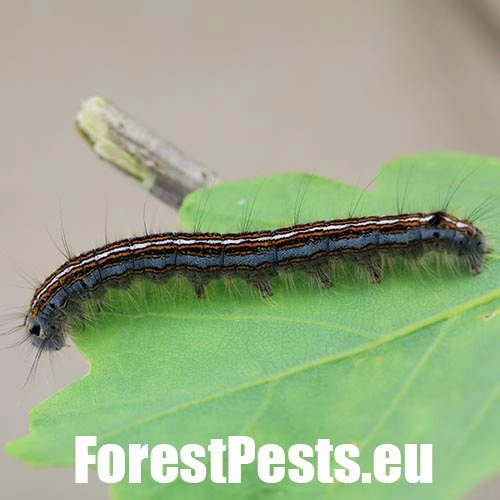 Priadkovec obr&uacute;čkav&yacute;