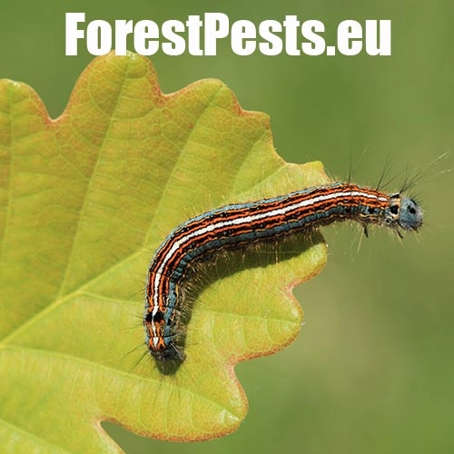 Priadkovec obr&uacute;čkav&yacute;