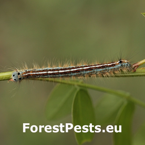 Priadkovec obr&uacute;čkav&yacute;