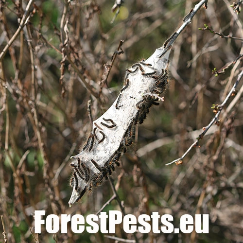 Priadkovec trnkov&yacute;