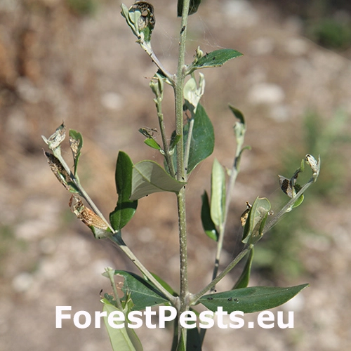 Priadzovček olivov&yacute;