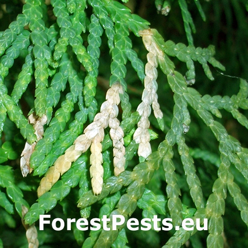 Priadzovček tujov&yacute;