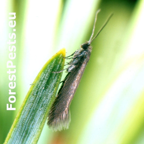 Priadzovec borovicov&yacute;