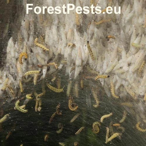 Priadzovec čremchov&yacute;