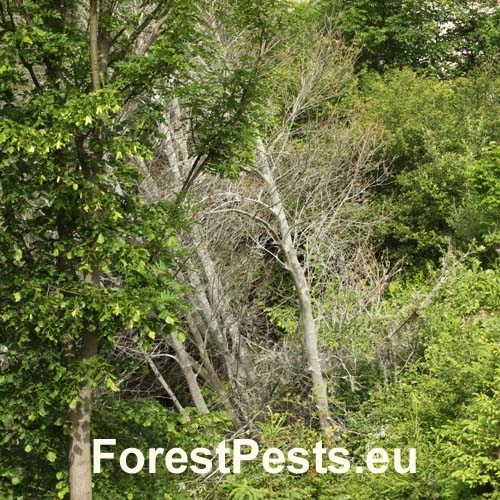 Priadzovec čremchov&yacute;