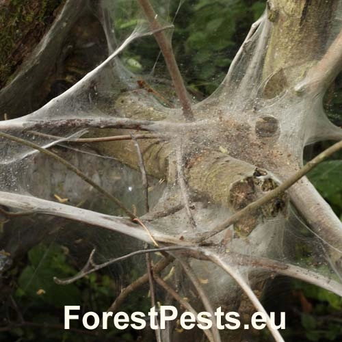 Priadzovec čremchov&yacute;