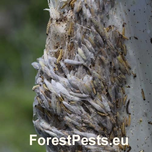 Priadzovec čremchov&yacute;