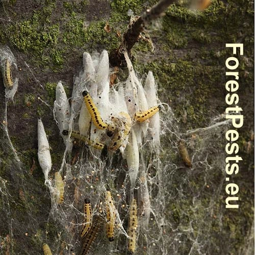 Priadzovec čremchov&yacute;