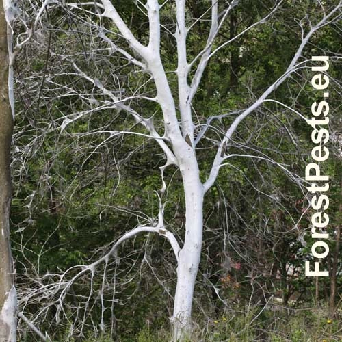 Priadzovec čremchov&yacute;