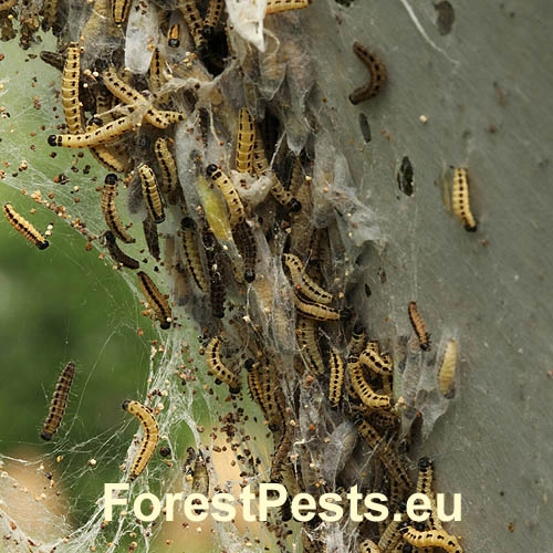 Priadzovec čremchov&yacute;