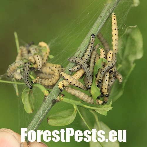 Priadzovec mukyňov&yacute; 