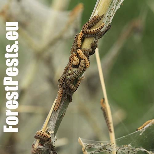 Priadzovec mukyňov&yacute; 