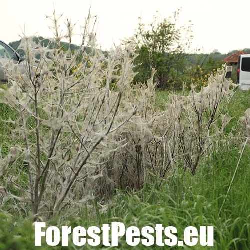 Priadzovec mukyňov&yacute; 