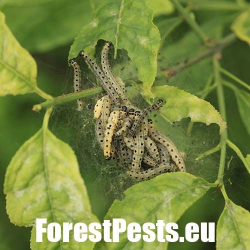 Priadzovec mukyňov&yacute; 