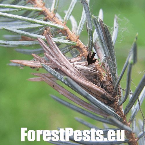 Psota americk&aacute;