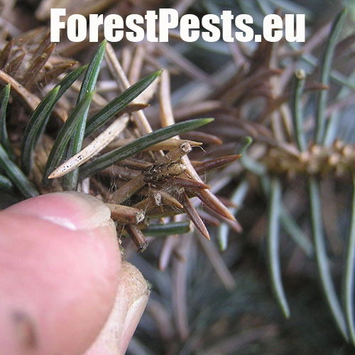 Psota americk&aacute;