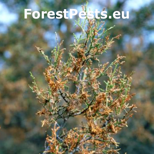 Psota borievkov&aacute;