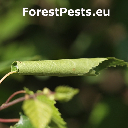 Psota brezov&aacute;