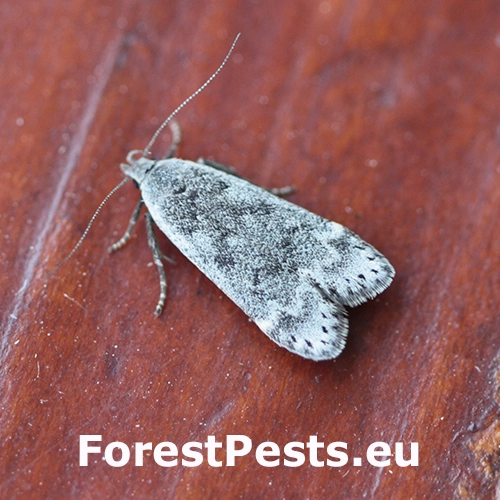 Psota brezov&aacute;