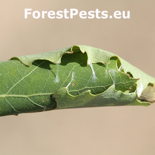 Psota osikov&aacute;